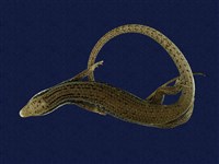 藏品(長尾南蜥)的圖片